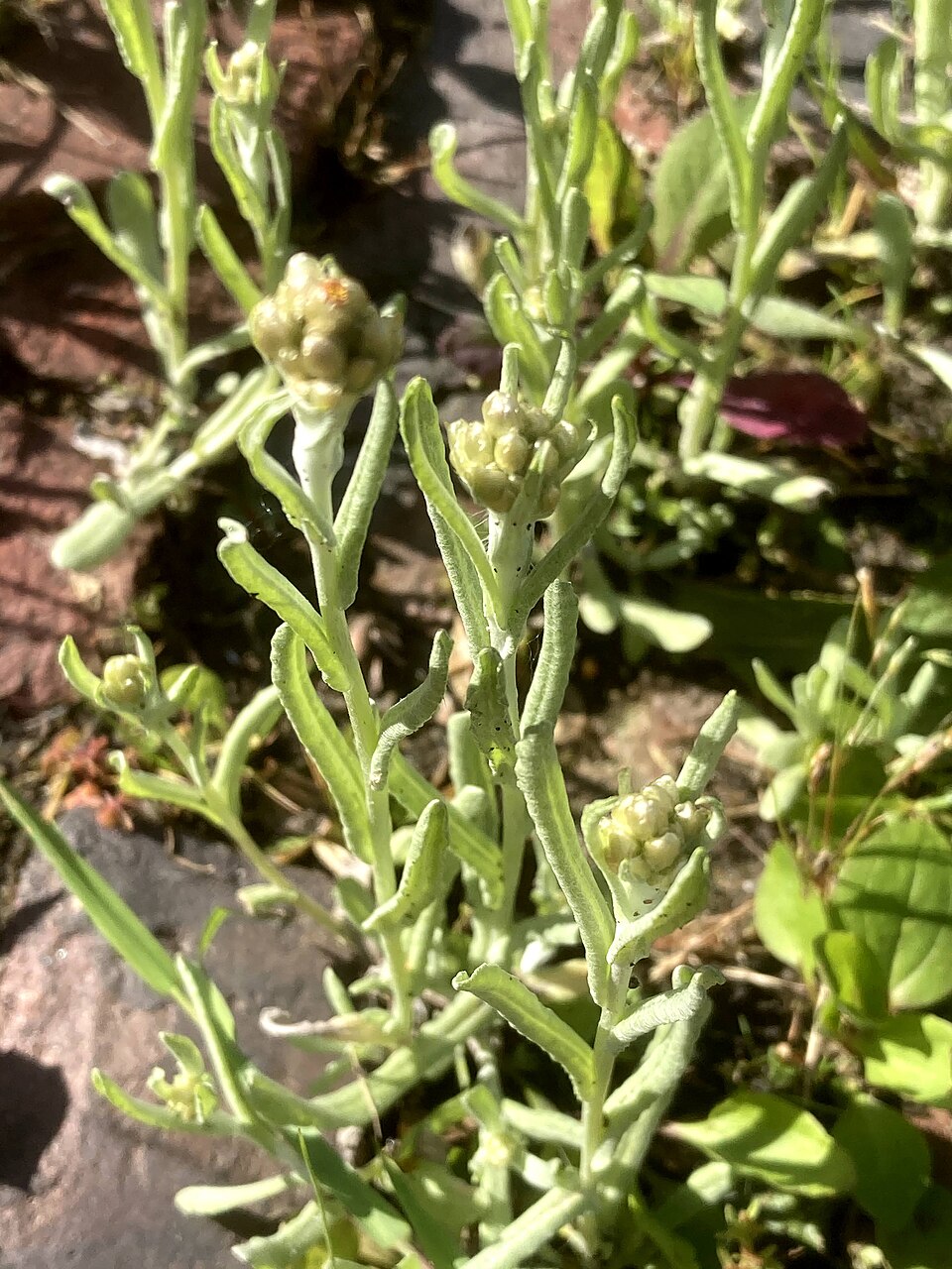 Jersey Cudweed photo 5
