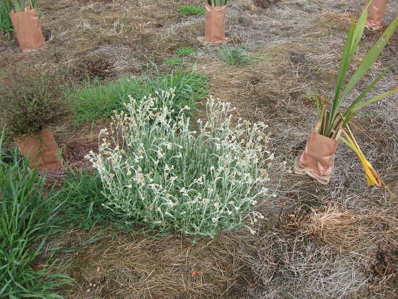 Jersey Cudweed photo 2