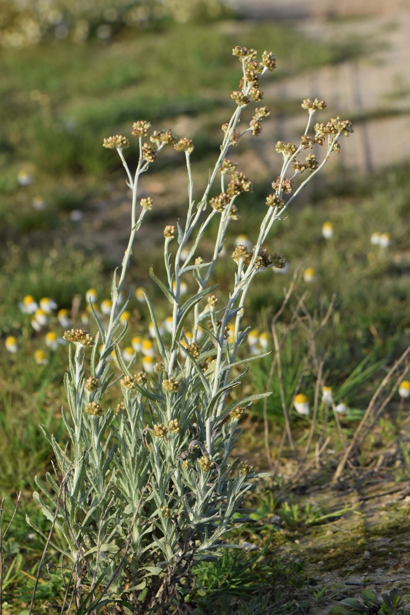 Jersey Cudweed photo 3