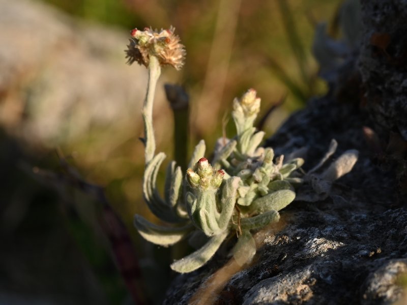 Jersey Cudweed photo 6