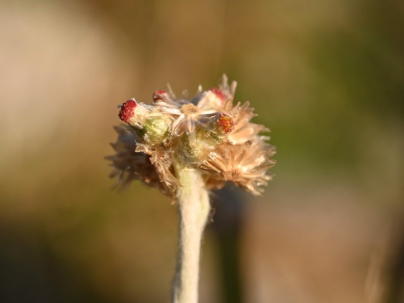 Jersey Cudweed photo 7