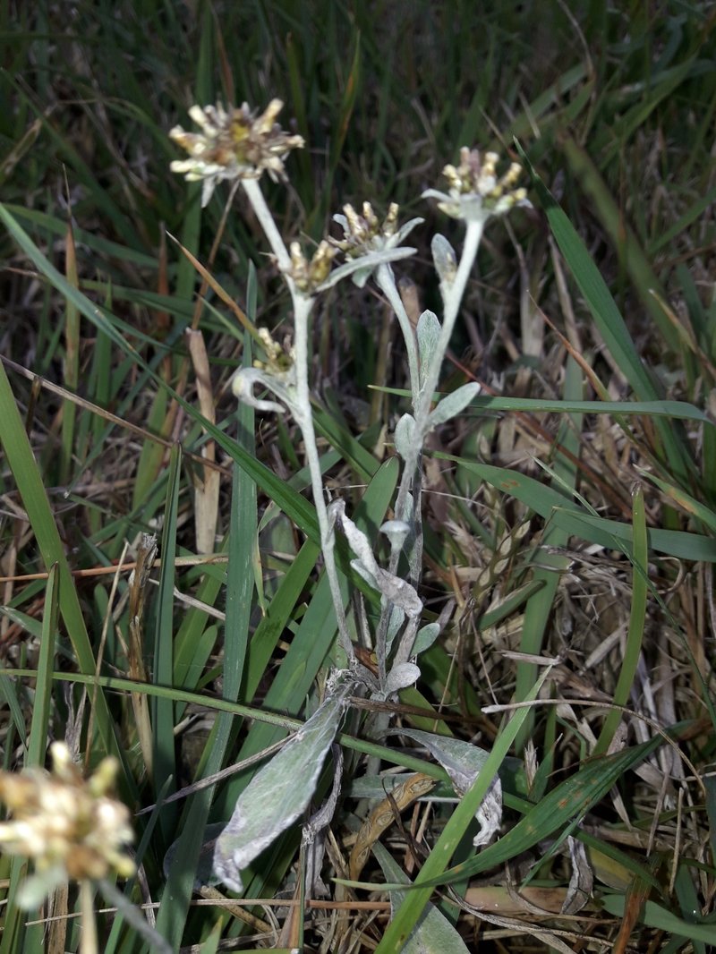 Jersey Cudweed photo 8
