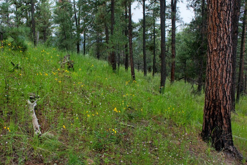 Macoun's Cudweed photo 4
