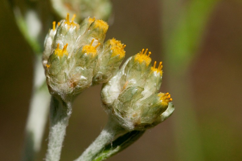 Macoun's Cudweed photo 5