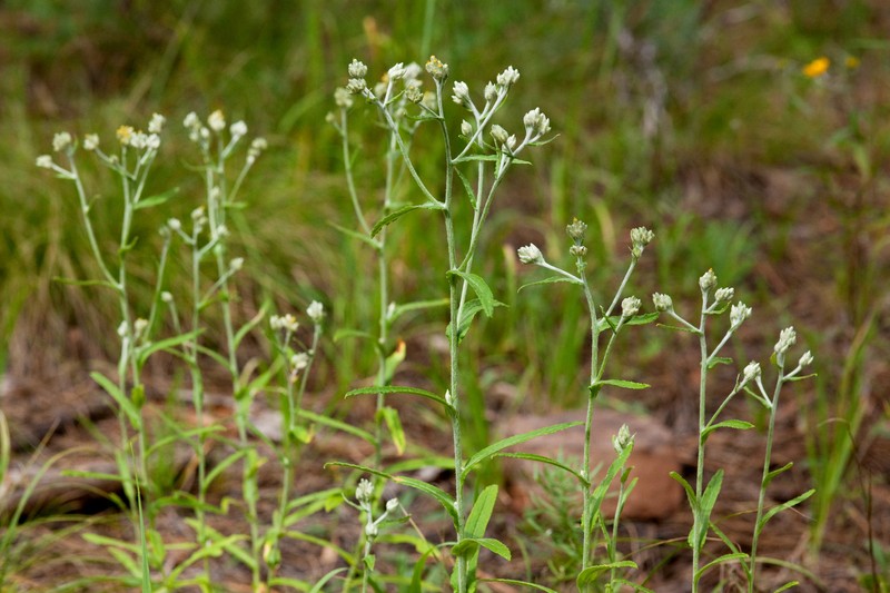 Macoun's Cudweed