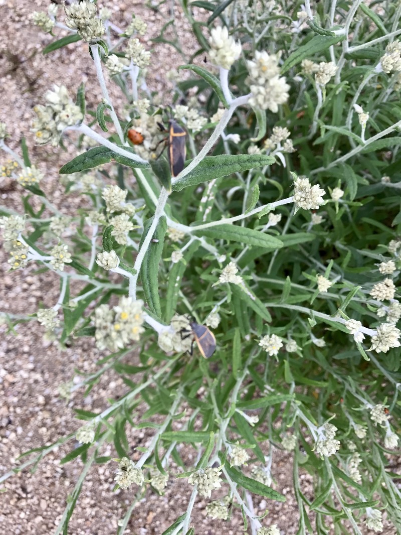 Macoun's Cudweed photo 2