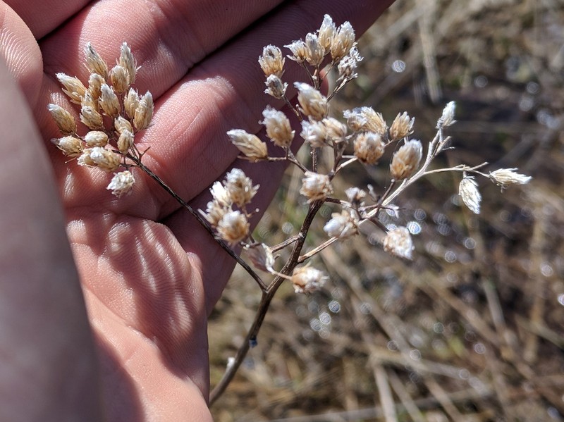 Macoun's Cudweed photo 3