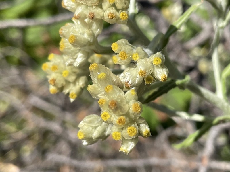 Macoun's Cudweed