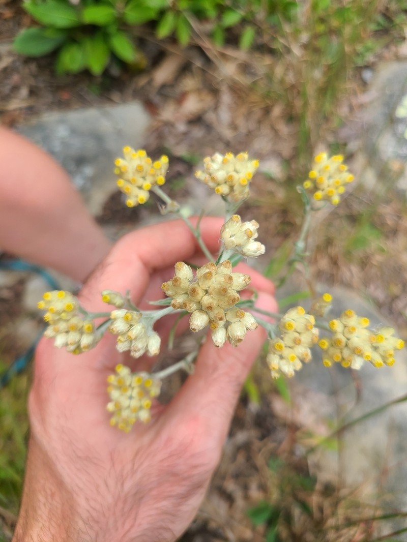 Macoun's Cudweed photo 2