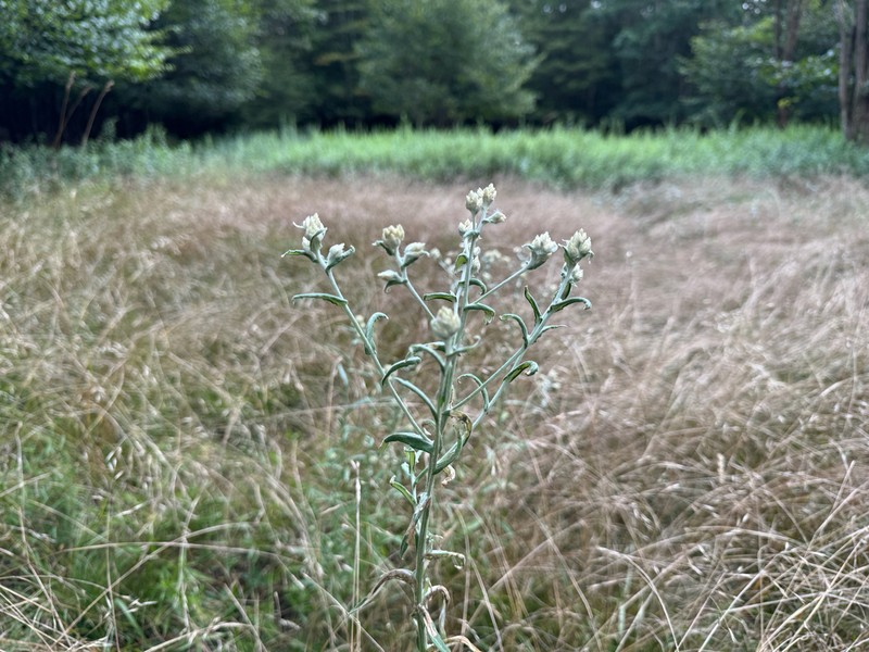 Macoun's Cudweed photo 3
