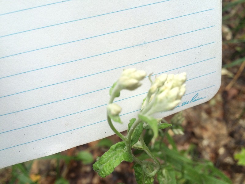 Macoun's Cudweed photo 4