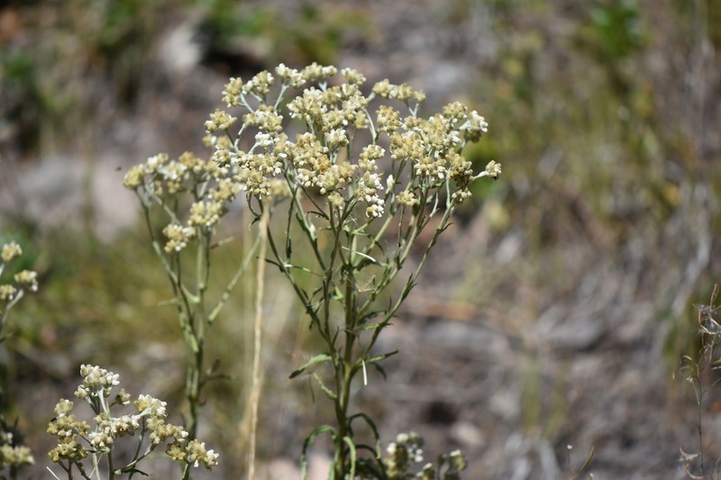 Macoun's Cudweed photo 5