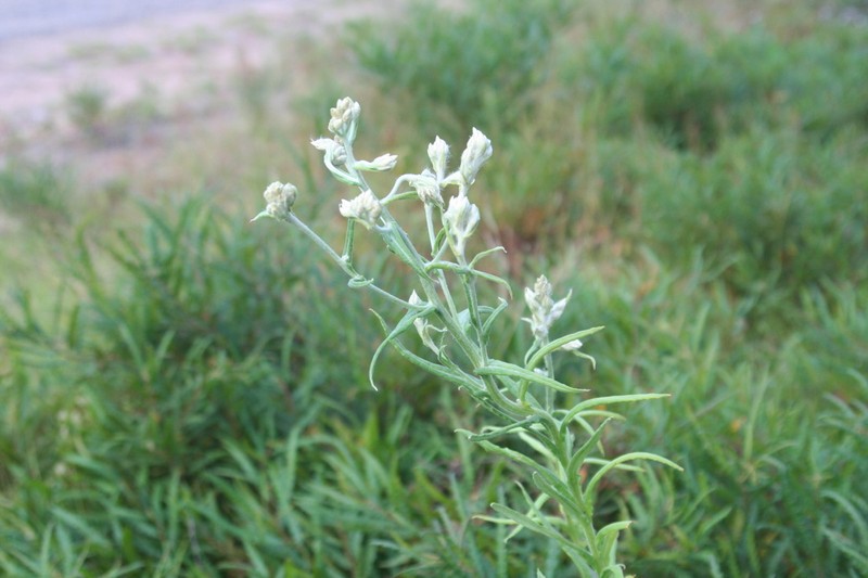 Macoun's Cudweed photo 6