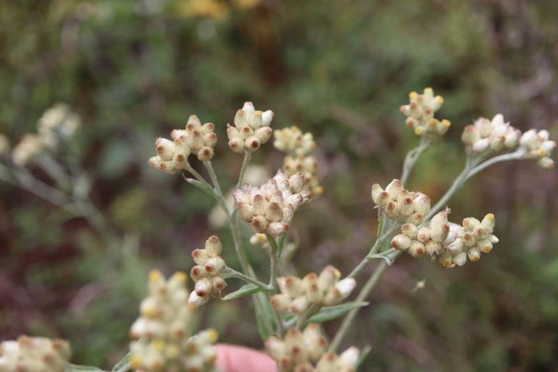 Macoun's Cudweed photo 7