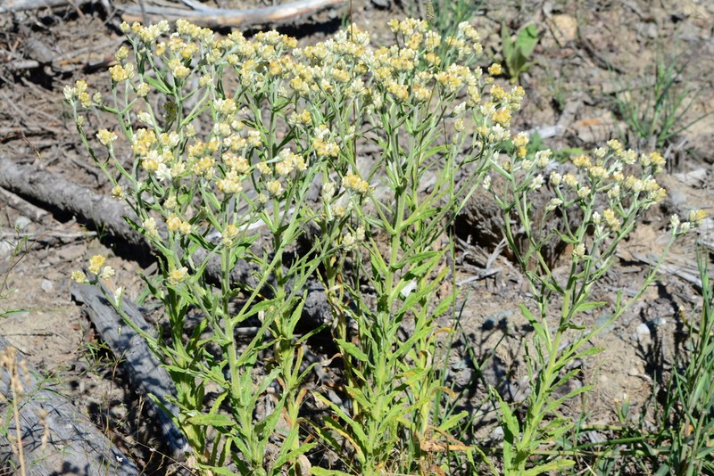 Macoun's Cudweed photo 8
