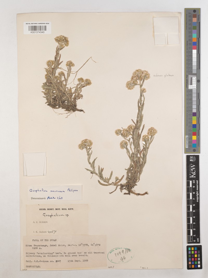 Pseudognaphalium marranum