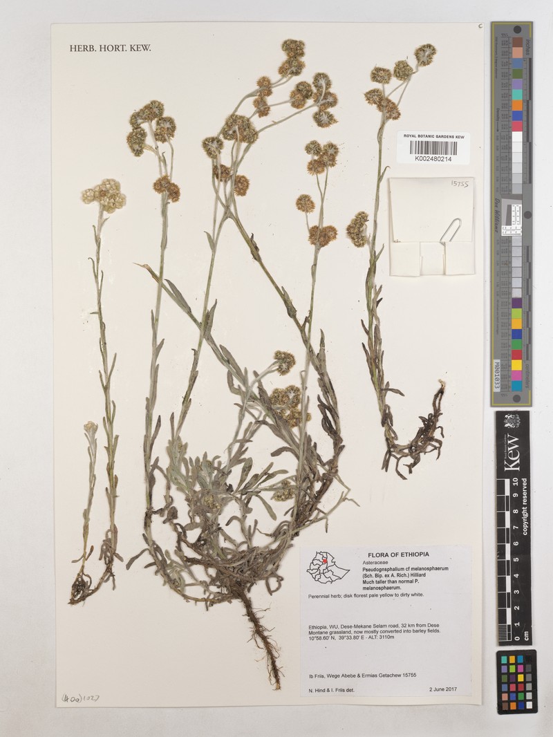 Pseudognaphalium melanosphaerum