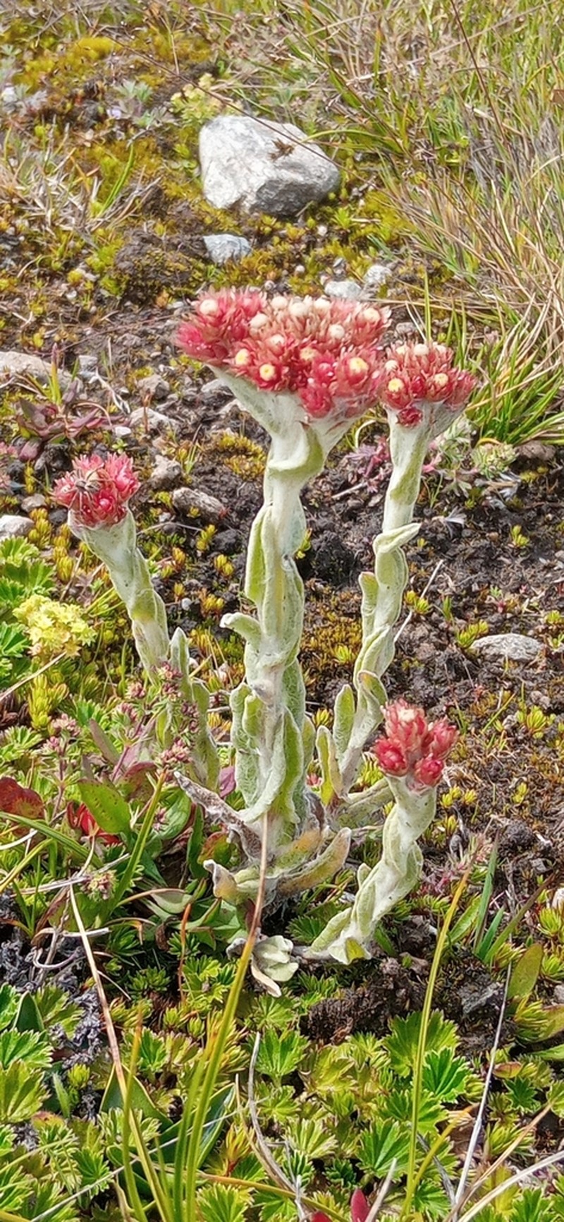 Pseudognaphalium meridanum
