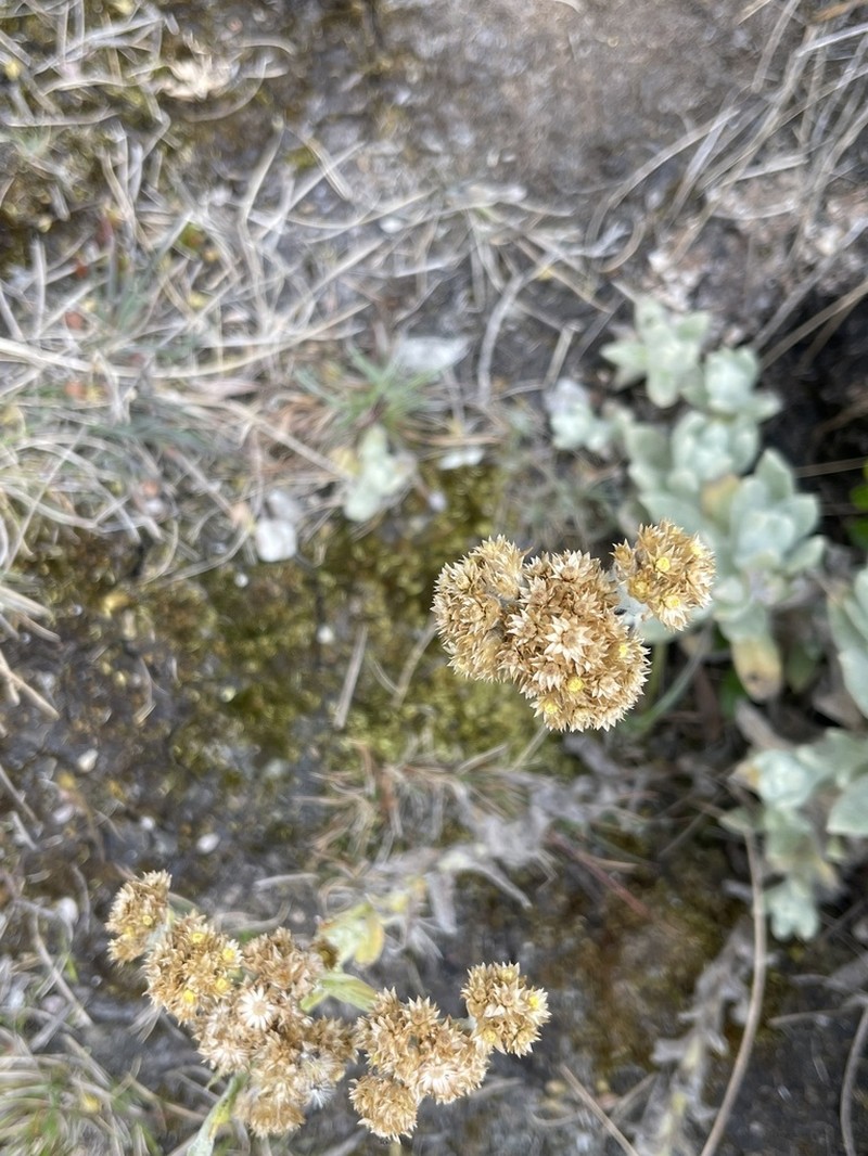 Pseudognaphalium meridanum photo 2