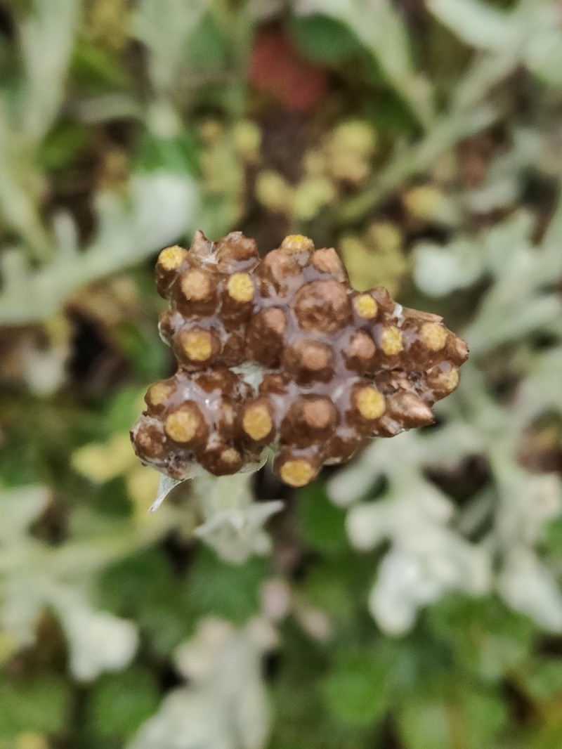 Pseudognaphalium meridanum photo 3