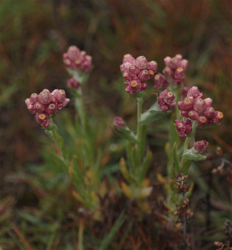 Pseudognaphalium meridanum photo 4