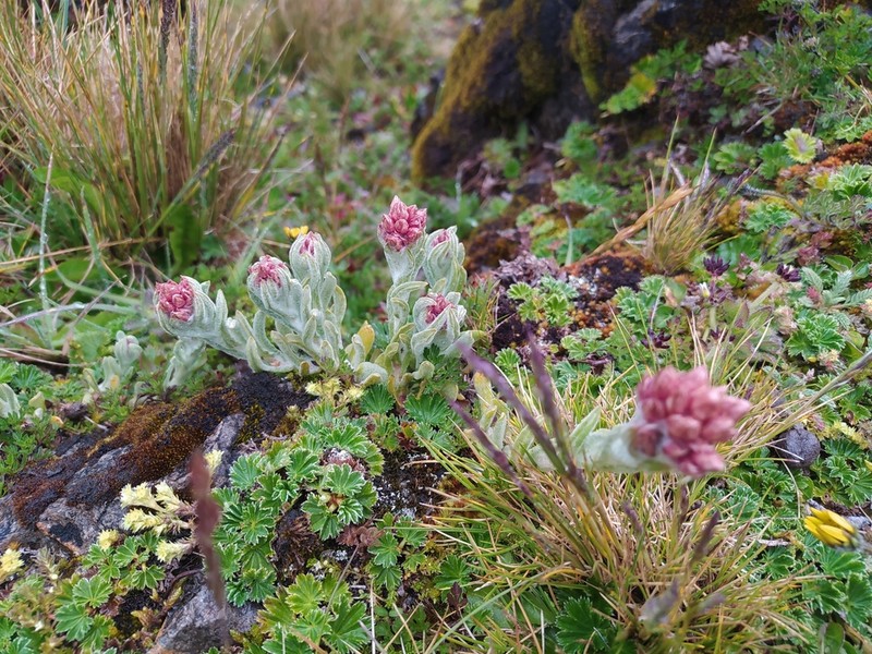 Pseudognaphalium meridanum photo 5