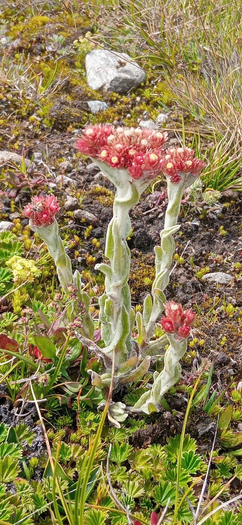 Pseudognaphalium meridanum photo 7