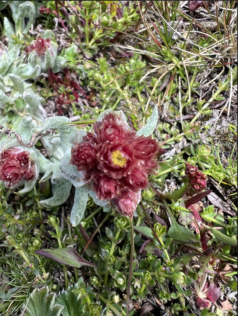 Pseudognaphalium meridanum photo 8