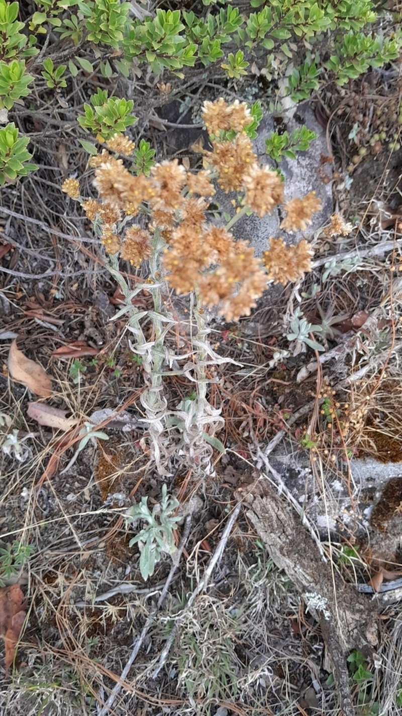 Pseudognaphalium monticola