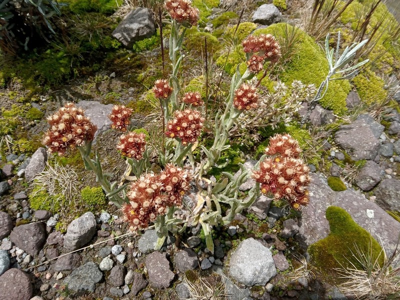 Pseudognaphalium monticola photo 2