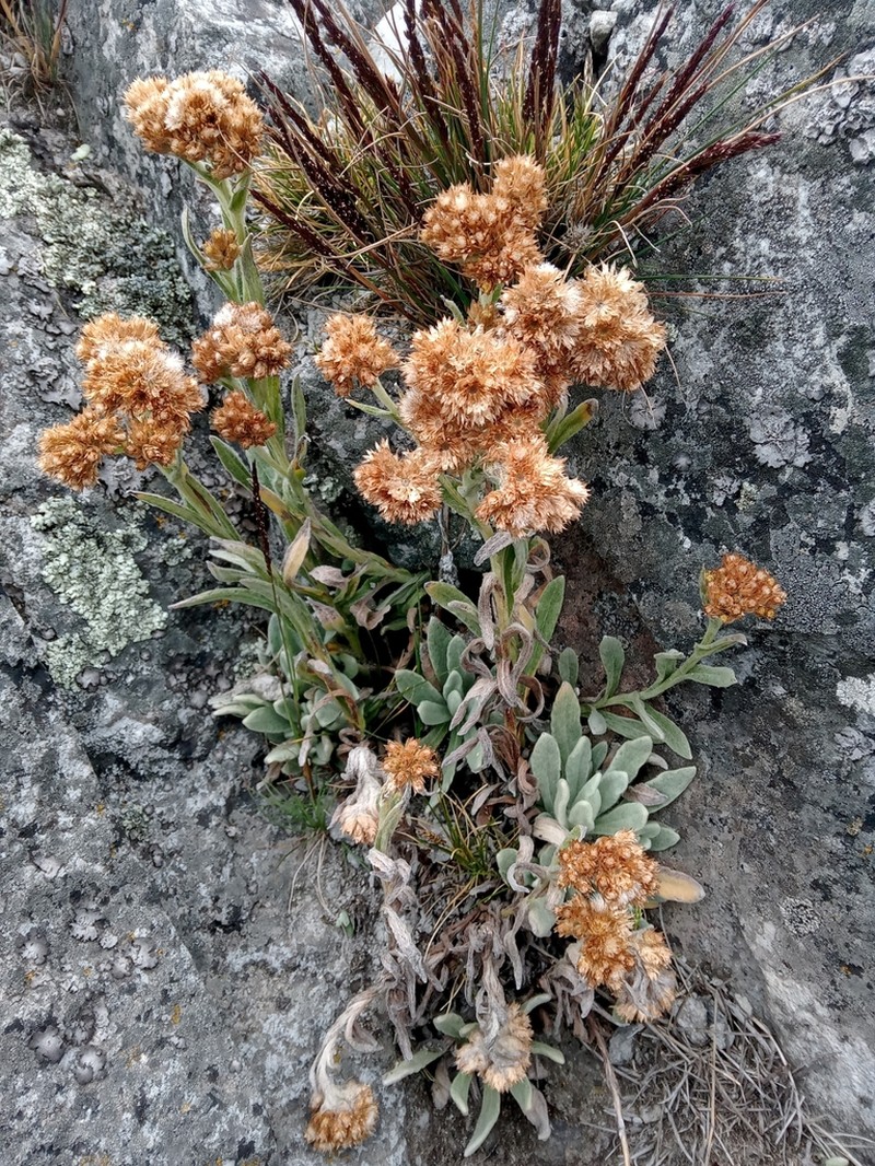 Pseudognaphalium monticola photo 3