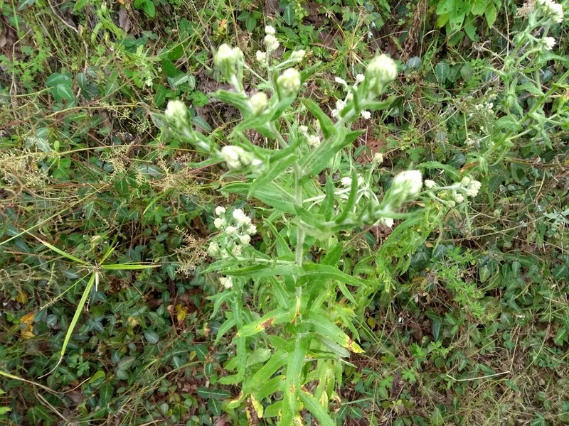 Pseudognaphalium monticola photo 4