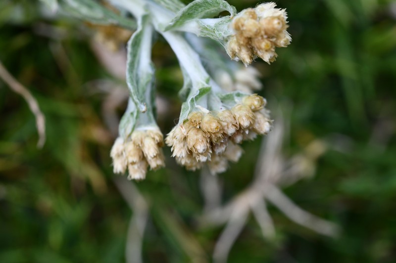 Pseudognaphalium monticola photo 7