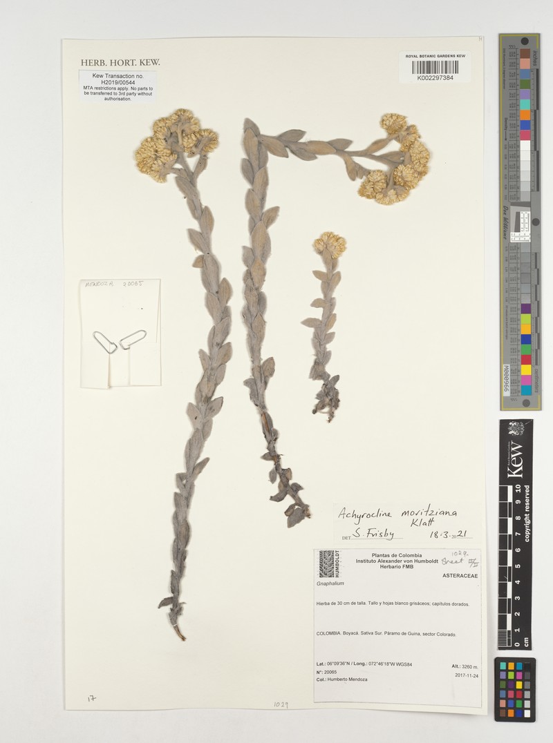 Pseudognaphalium moritzianum photo 2