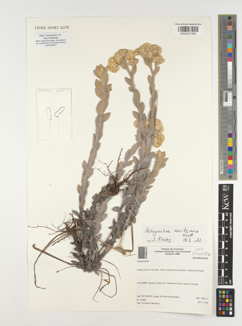 Pseudognaphalium moritzianum photo 3