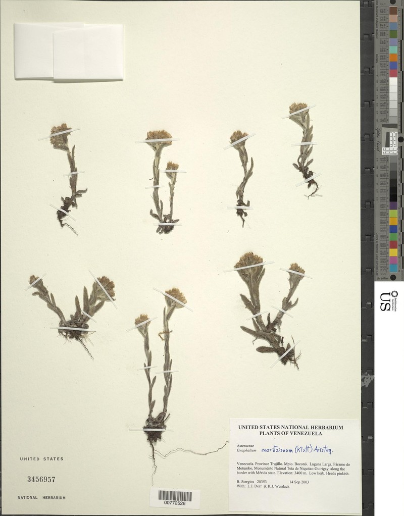 Pseudognaphalium moritzianum photo 4