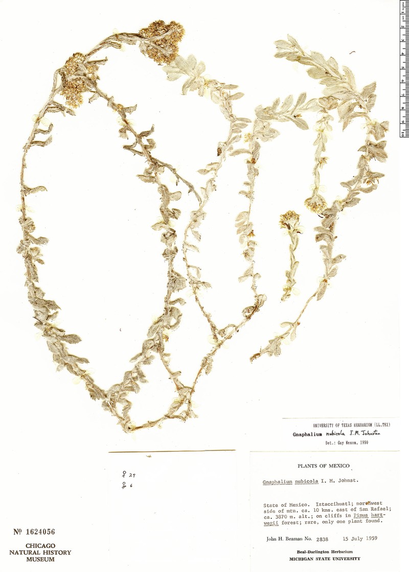 Pseudognaphalium nubicola