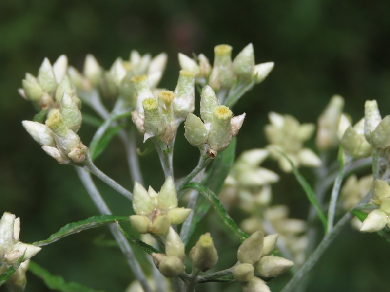 Rabbit-Tobacco photo 4