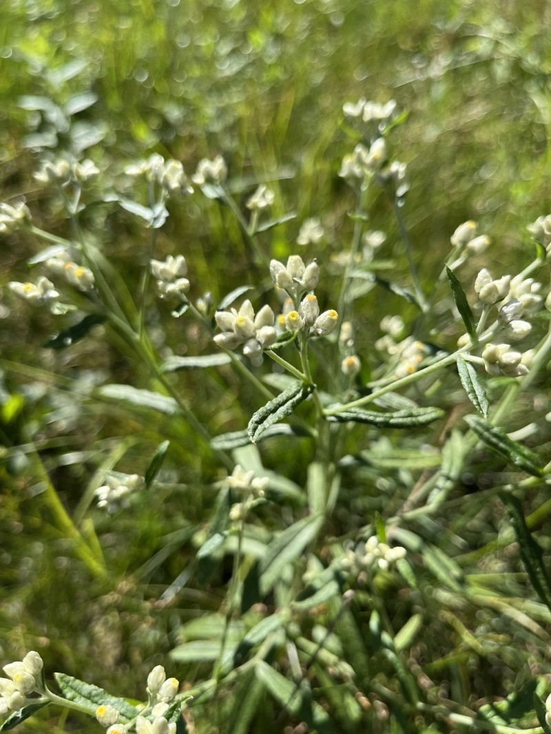 Rabbit-Tobacco photo 5