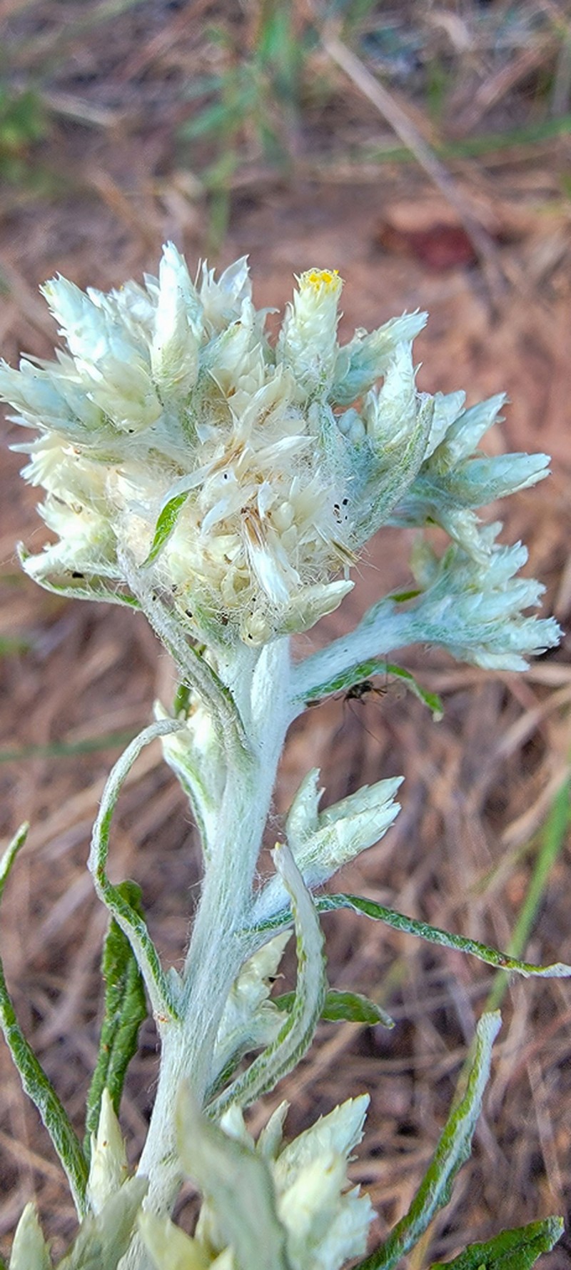 Rabbit-Tobacco photo 7