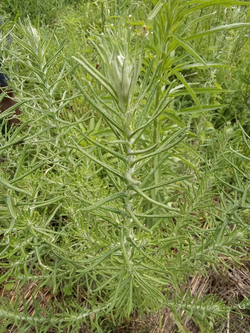 Pseudognaphalium oligandrum