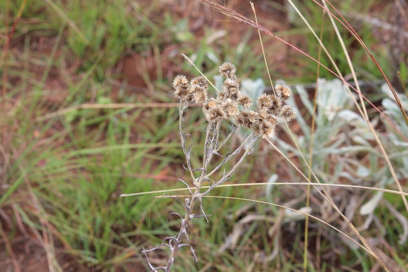 Pseudognaphalium oligandrum photo 2