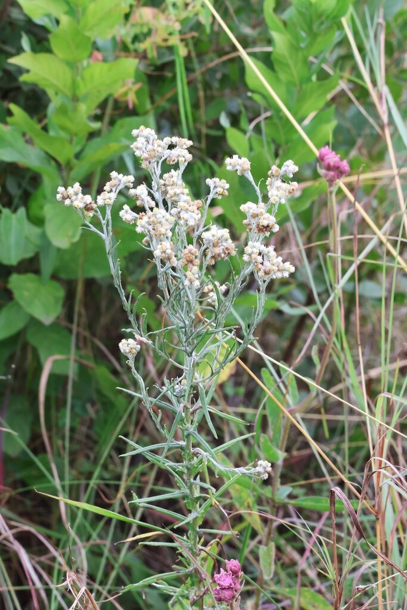 Pseudognaphalium oligandrum photo 3