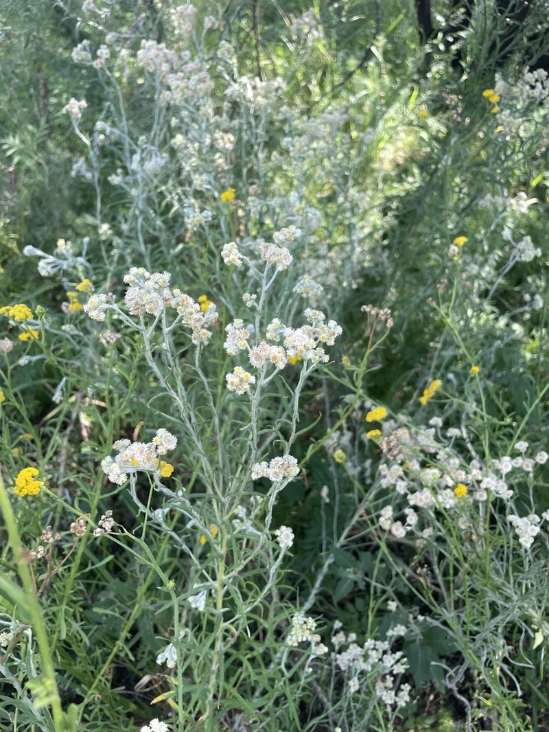 Pseudognaphalium oligandrum photo 4