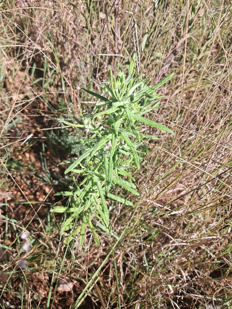 Pseudognaphalium oligandrum photo 5