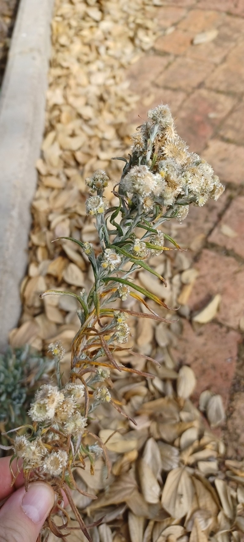 Pseudognaphalium oligandrum photo 6