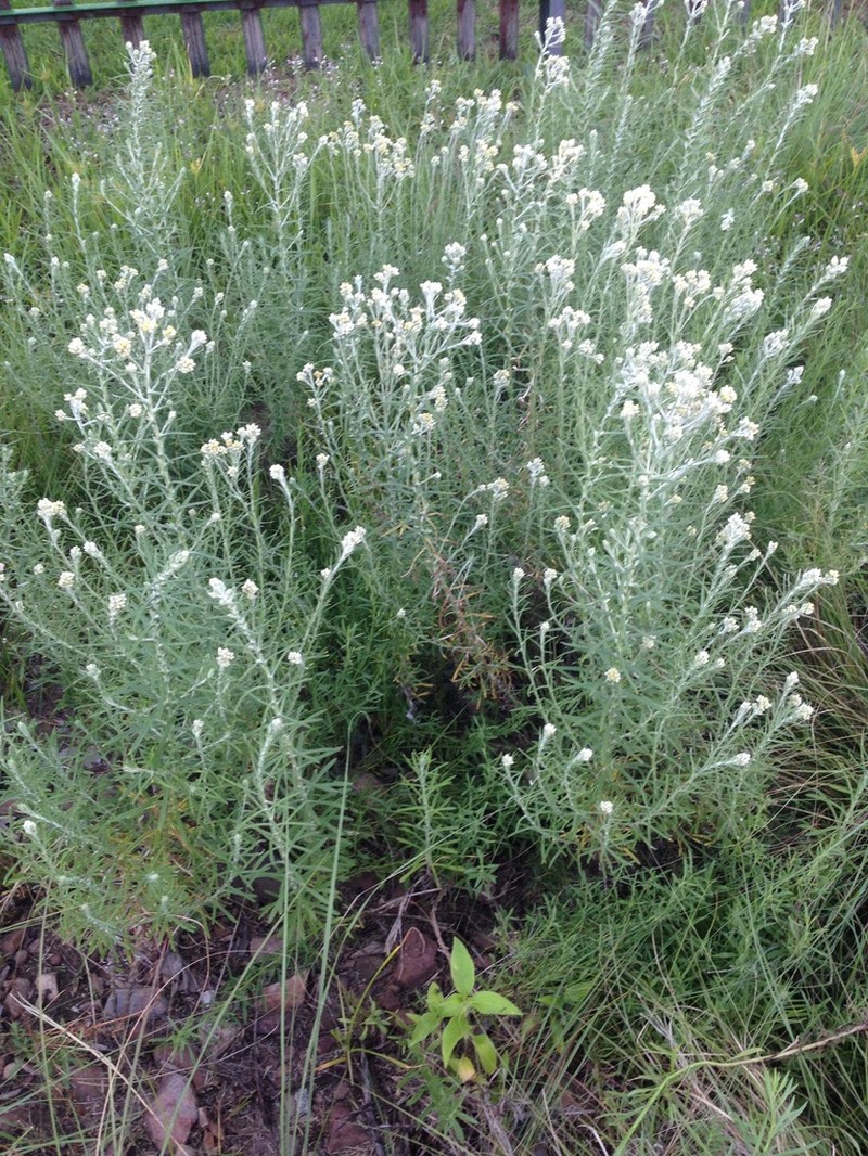 Pseudognaphalium oligandrum photo 7