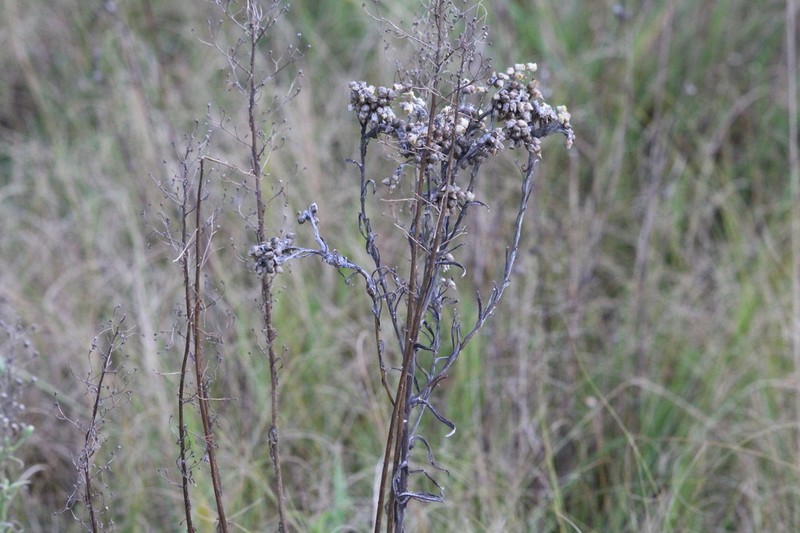 Pseudognaphalium oligandrum photo 8