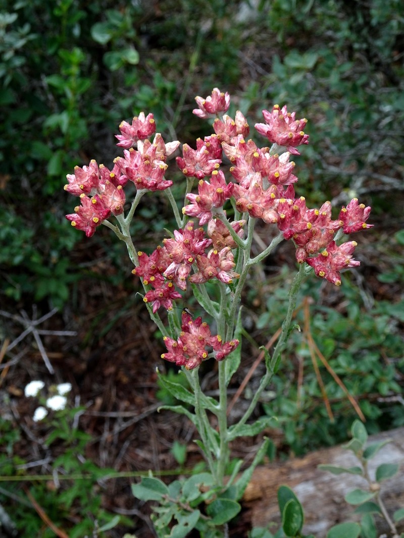 Pseudognaphalium oxyphyllum