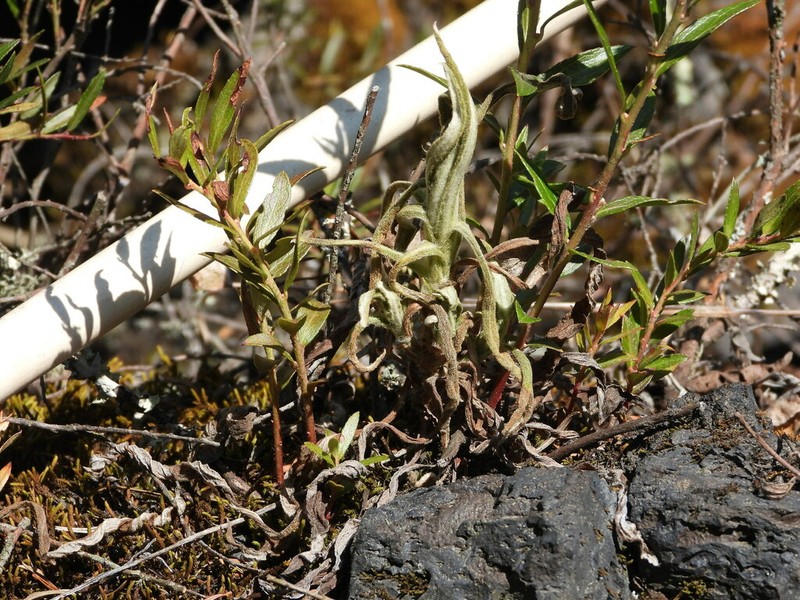 Pseudognaphalium oxyphyllum photo 2